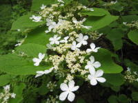 たくさんの白い小さな花の周りに、花粉を運ぶ虫をおびき寄せる大きな花びらを持つ花が数輪咲くオオカメノキの写真