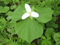 3枚の白い花びらと3枚の葉が六芒星のように重なってついているオオバナノエンレイソウの写真