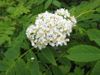 1ヶ所にたくさんの白い花が集まって咲いているウラジロナナカマドの写真