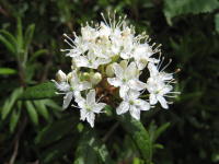 枝の先に集まって咲く白い花から長い花糸が伸びているエゾイソツツジの写真