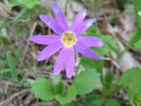 紫色のハート型の花びらが5枚ついたエゾコザクラソウの写真