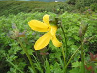 ラッパのような形で黄色い花びらが横向きに咲いているエゾゼンテイカの写真