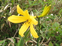 6枚の黄色い花びらを付け、横向きに咲くエゾゼンテイカとつぼみの写真