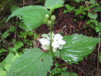 茎に添うように輪になって複数の白い花を咲かせているオドリコソウの写真