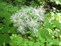 白く小さな花から長い花糸が花びらのように多数広がるカラマツソウが集まって咲いている写真