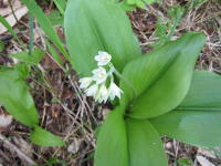 光沢のある大きな楕円形の葉の間から伸びた茎から白く細長い花びらを付けた花が横向きで複数咲いているツバメオモトの写真