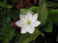 先のとがった楕円形の白い花びらが7枚重なるように広がり咲いているツマトリソウの写真