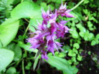 茎の先に、茎を覆うように紫色の花びらの先がとがった、たくさんの花をつけたハクサンチドリの写真