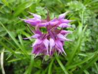 茎の上部に紫色の先のとがった花びらを付けたハクサンチドリが集まって咲いている写真