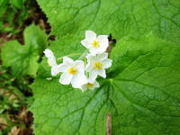 大きくギザギザの葉の間から6枚の花びらを付けた白い花が5輪並んで咲いている写真