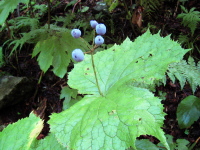 大きくギザギザにとがった葉っぱの間から伸びた茎の先に青紫色の実を数個付けたサンカヨウの写真