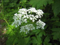 茎の上部が分裂した先から白く小さな花が複数集まって咲いているシャクの写真