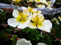 白くて丸い5枚の花びらが付き中央のおしべやめしべが黄色く色づくチングルマが2輪並んで咲いている写真