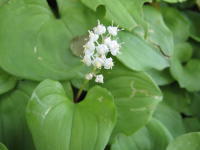 2枚のハート型の葉の間から、花びらが大きく反り返る、小さな白い花が10数輪咲くマイヅルソウの写真