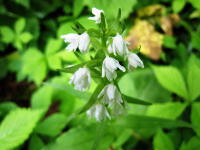 茎の先から茎を覆うように穂状の白い花が咲くノビネチドリの写真