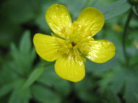 5枚の黄色く光沢のある丸い花びらが広がるミヤマキンポウゲの写真