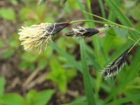 稲穂のように咲く黒い花の先が繊維状に白く無数に分かれているミヤマクロスゲの写真