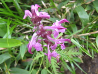 茎の上部に輪状に3～4輪ずつ並んで紫色の花をつけるヨツバシオガマの写真