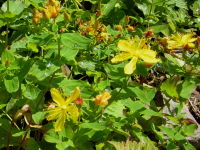 黄色い5枚の花びらが星型に並び花糸が複数伸びているハイオトギリが2輪並んでいる写真