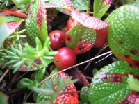 網目状の葉脈が走る光沢のある一部赤みがかった葉と丸く赤い実がついているウラシマツツジの写真