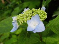 中央につぼみがたくさん集まり、その周りに虫をおびき寄せる淡い水色の装飾花が咲いているエゾアジサイの写真