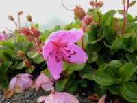 濃いピンク色の花を横向きに咲かせるエゾツツジの写真