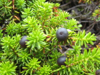 枝を覆うように生えている細く短い葉の隙間から黒紫色の実が顔を出しているガンコウランの写真