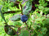 葉が所々変色し、黒紫色で先の方が少し丸くくぼんでいる実が付いたクロウスゴの写真