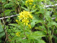 先のとがった楕円形の黄色い花びらのついた花が茎の上部に集まって咲いているコガネギクの写真