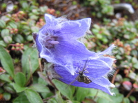 ラッパのような形で横向きに紫色の花びらの先が5つに分かれて反り返り咲くチシマギキョウの写真