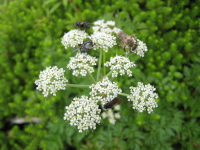 茎の上部が分裂した先から5枚の花びらを付けた白く小さな花が複数集まって咲いているチシマニンジンの写真