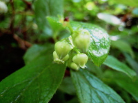 光沢のある葉の間からつぼ状で先がつぼんだ黄緑色の花が5輪ほど下向きに咲いているハナヒリノキの写真