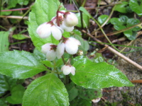 茎の上部に十数輪まとまって白く丸い小さな花が咲くエゾイチヤクソウの写真