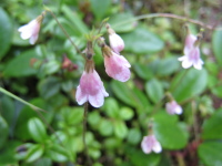 先が5つに分かれたピンク色の花びらを下向きに咲かせるリンネソウの写真