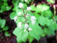 花びらのように見える萼が鐘状に下向きにつき、その間から長い針状の花びらが伸びるズダヤクシュの写真