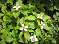 花びらのように見える4枚の白い包葉の中央に黄色の小さな花が集まって咲いているゴゼンタチバナが5輪咲いている写真