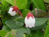 はっきりとした赤色の茎から、鐘状で先がしぼんだピンク色の花が下向きについているアカモノが2輪並んでいる写真