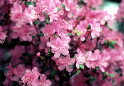 ピンクのエゾムラサキツツジの花が咲いている様子をアップで写した写真