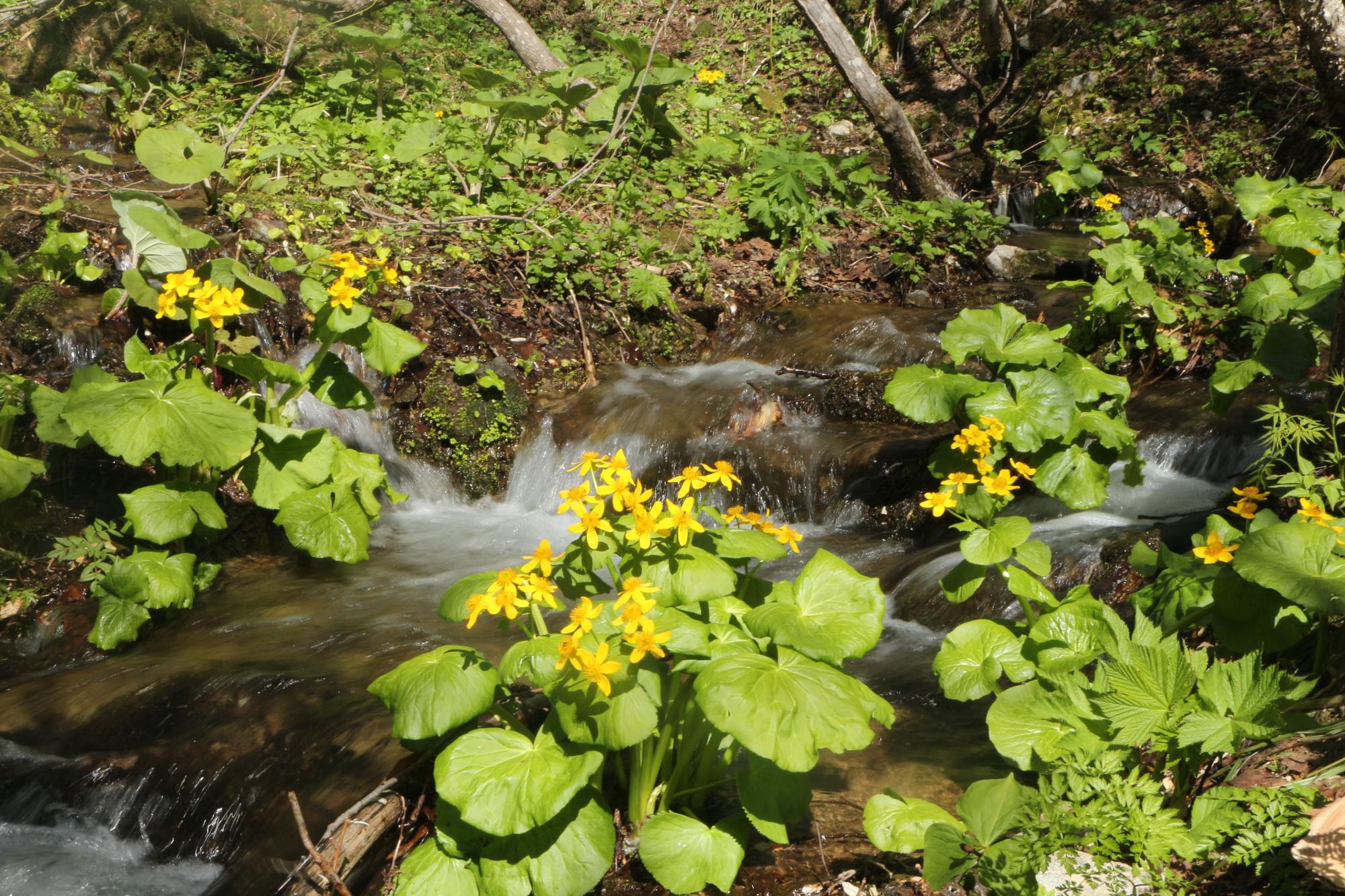 湧き水がでる周りに小さな黄色い花が咲いている様子を写した写真