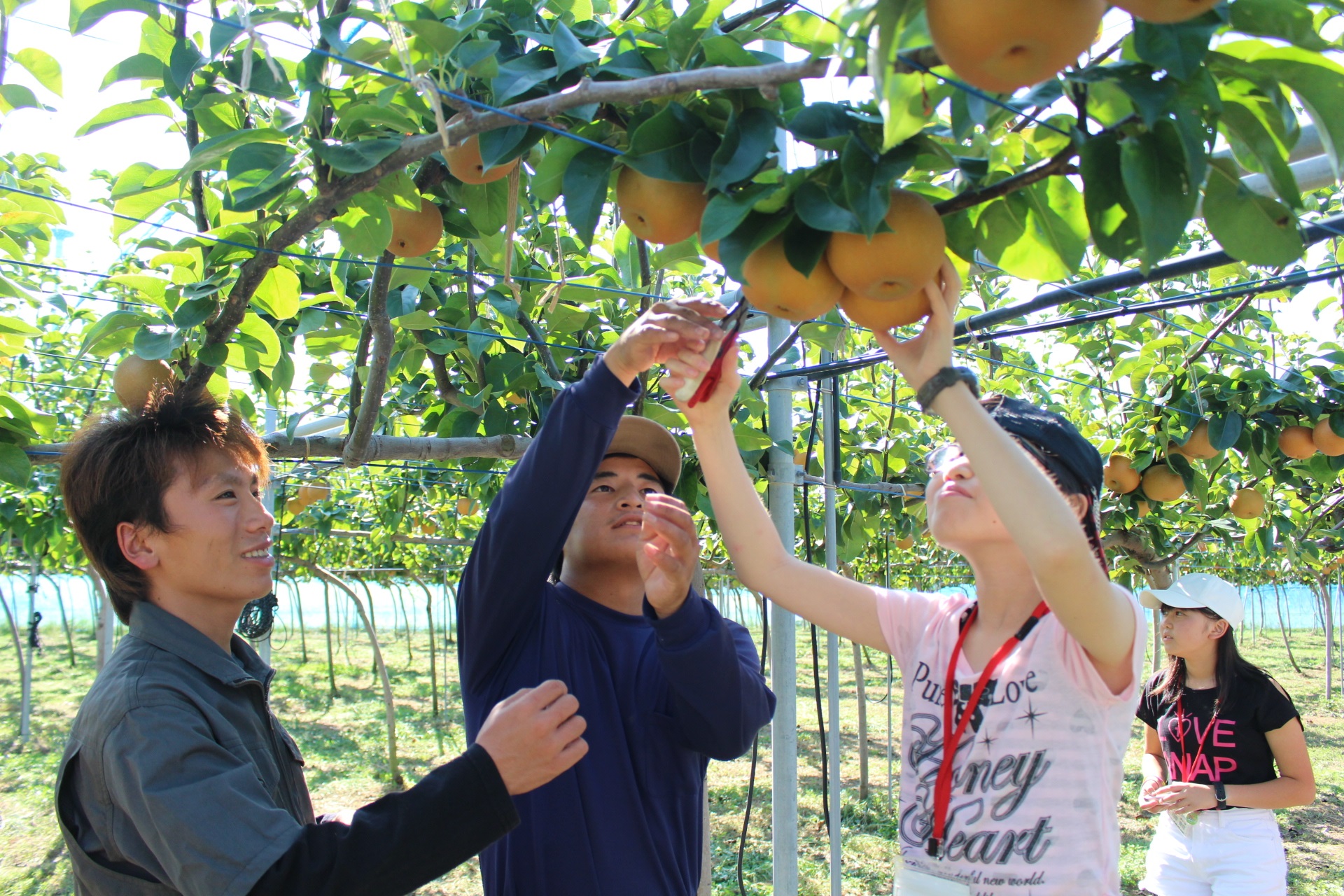 みよし梨収穫体験をしている2人の男の子たちの写真