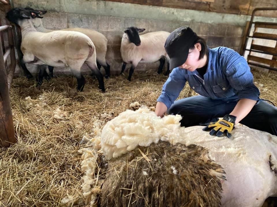 小屋の中で羊の毛刈りをしている女性の写真