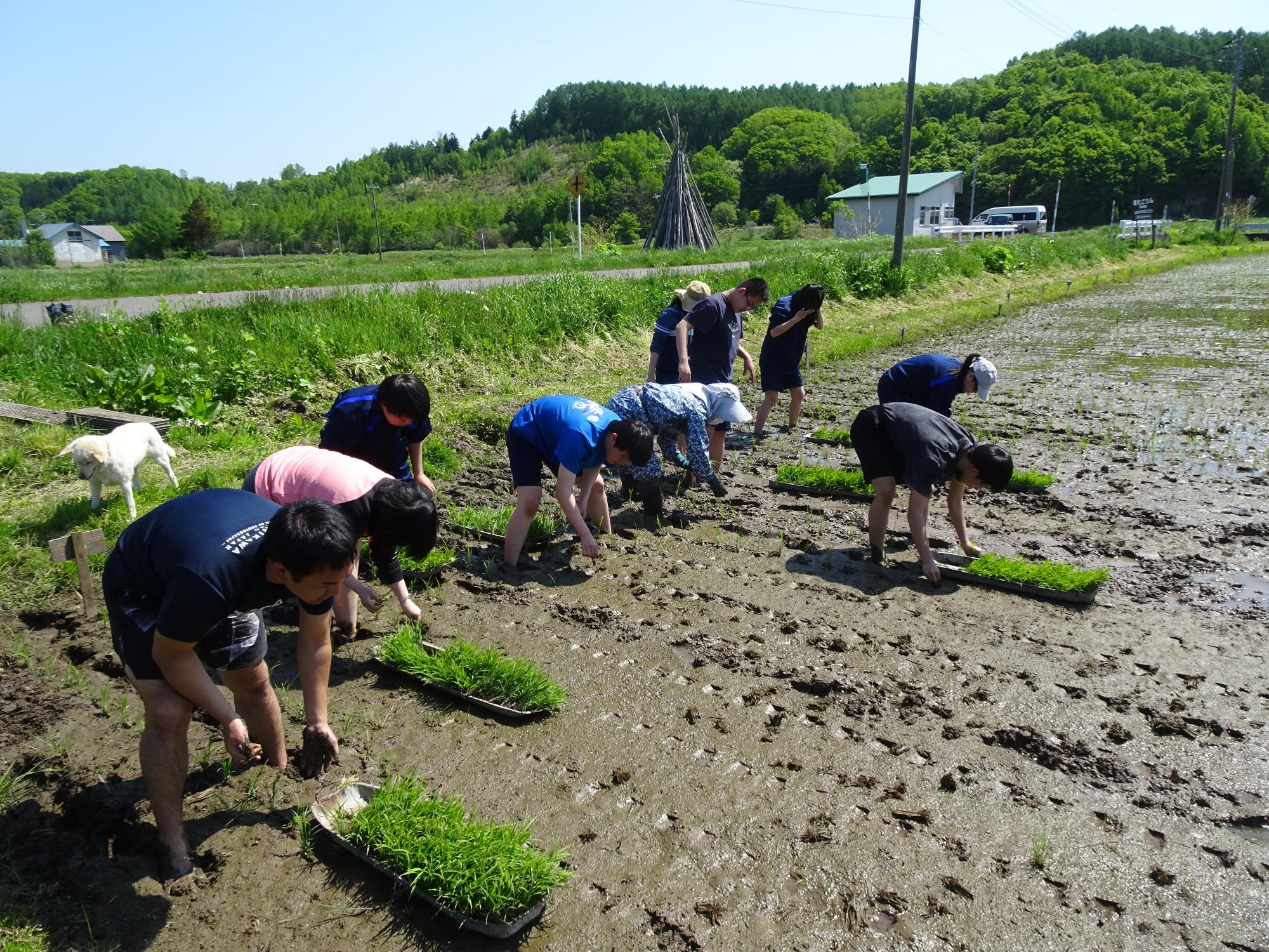 生徒が田んぼで田植えをしている画像