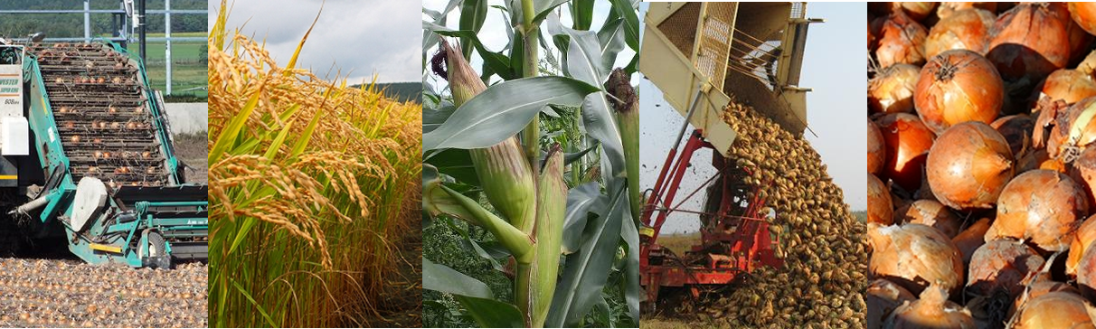 稲穂や収穫前のトウモロコシ、玉ねぎなどの農産物、収穫作業の様子の写真