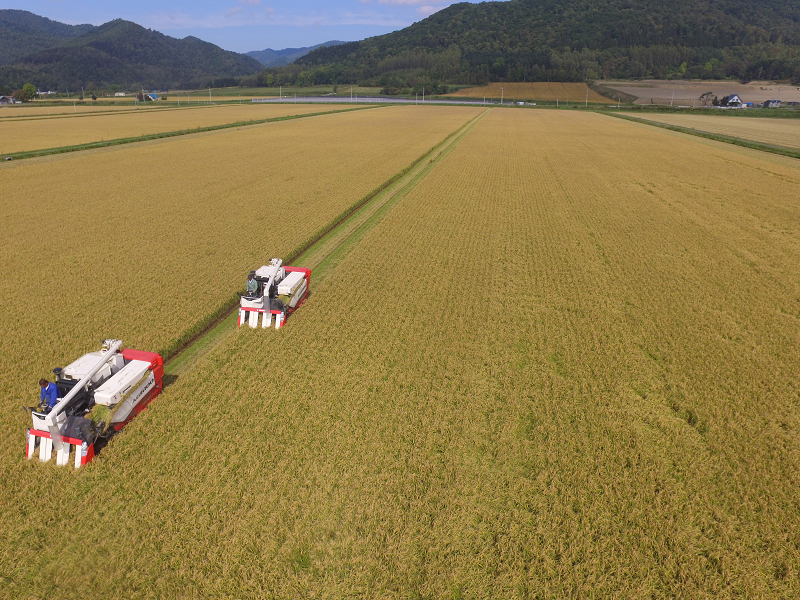 広大な田んぼを2台のコンバインで稲刈りを行っている様子の写真