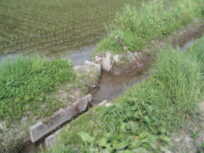 田んぼの用排水路が石でせき止められている現状の写真