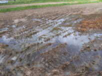 田んぼに雨水が溜まっている現状の写真
