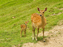 親子のエゾ鹿がカメラを見つめている写真