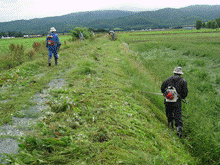 作業着を着用した人達が草刈り機を使って農道の草を刈っている様子の写真