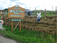 刈った稲を干している傍にきたごりんFarmと書かれた看板と案山子が立っている写真