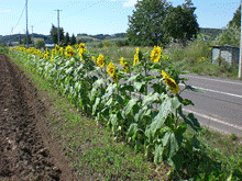 道路沿いの畑の端に横一列に並んで立っている向日葵の花の写真